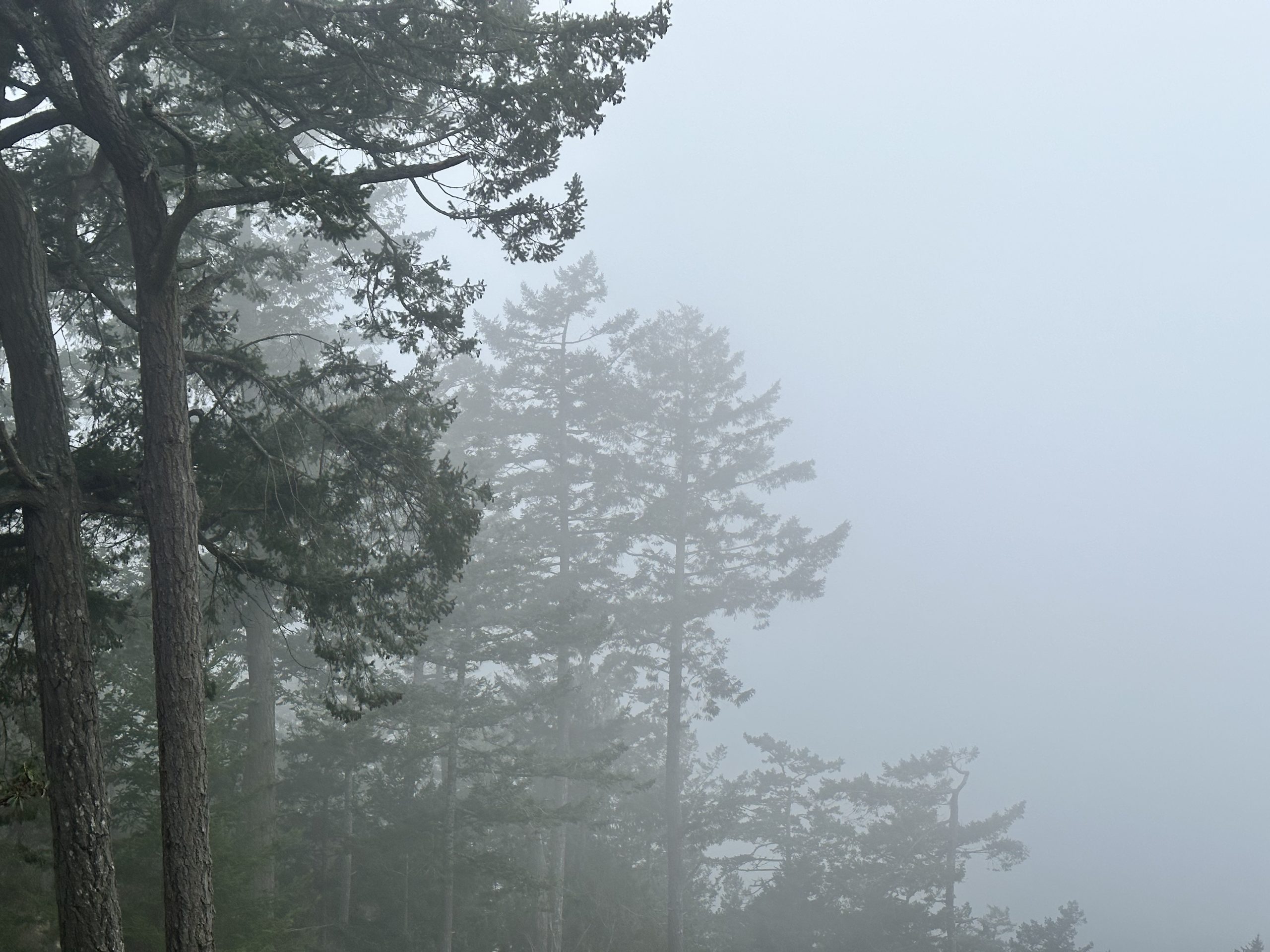 fir trees in fog